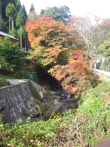 ちなみに雲ケ畑も紅葉の名所です。まだまだ色付き盛り前ですが、鴨川を覆うように生える大きな楓の木には圧倒されます。（画像は出合橋から高雲寺前方面へ約200mあたり） 以上、”気まぐれ掲載・きょうの出合橋停留所”でした。