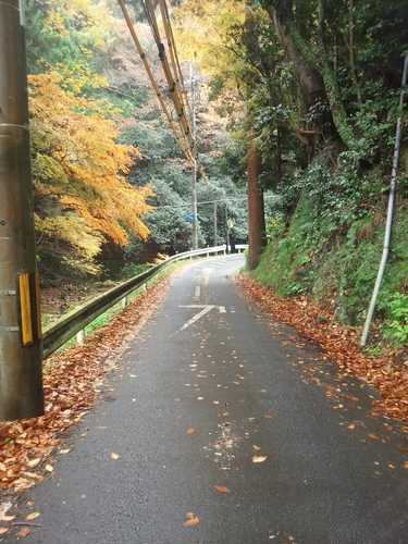 出合橋の西約100m付近。画像中央に見えるヒノキの幹が大きく育ちすぎたらしく、この木を伐採して路幅を広げるそうです。。。