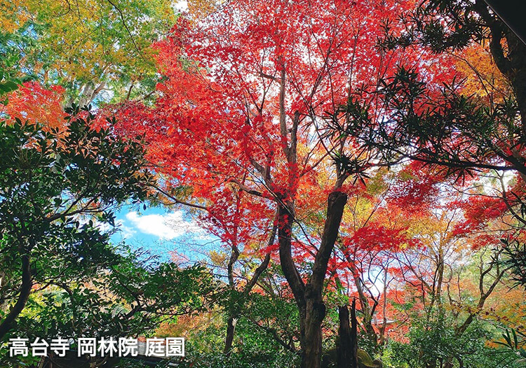 高台寺 塔頭 岡林院の庭園