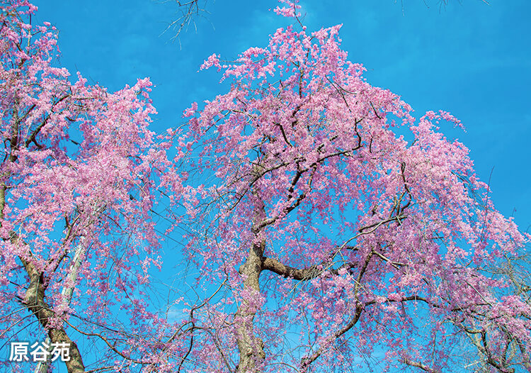 京都観光タクシープラン | ヤサカタクシー | 桜の原谷苑 早朝先行入苑 ～春爛漫！朝食前の桜苑散策 限定4日間～